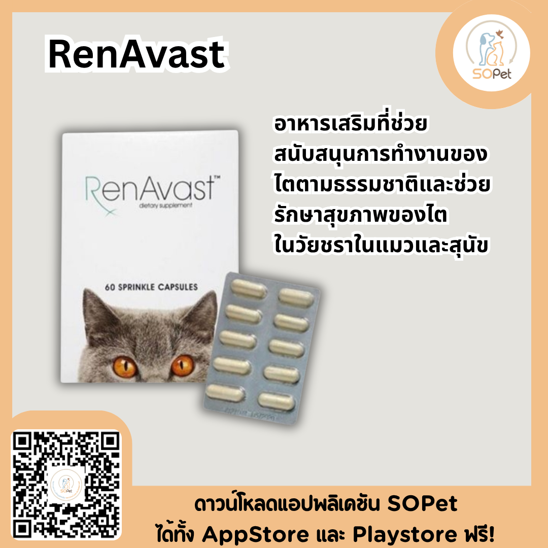 RenAvast เรนอะวาสท์ อาหารเสริมบำรุงโรคไต สำหรับสุนัขและแมว แมว 60 เม็ด