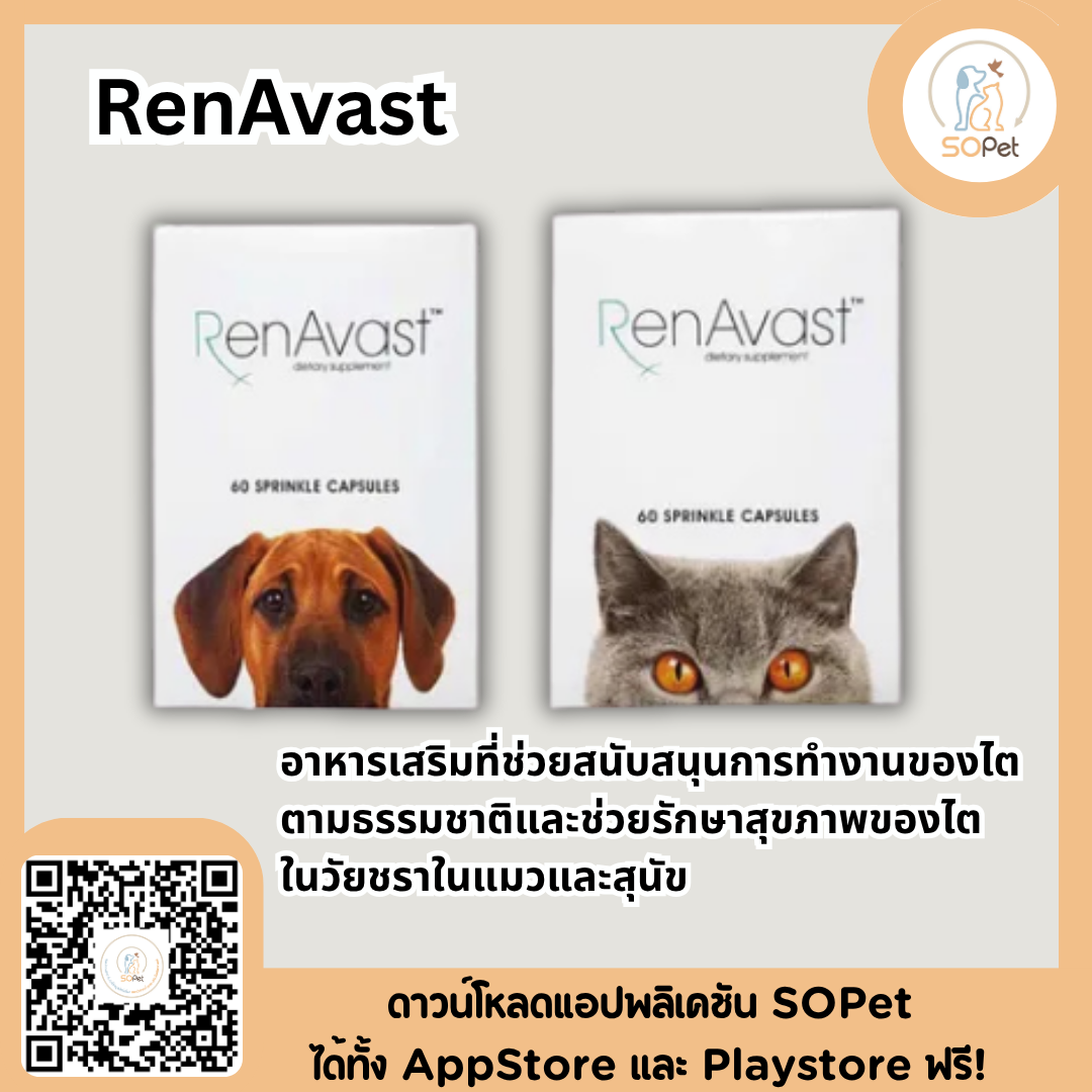 RenAvast  อาหารเสริมบำรุงโรคไต สำหรับแมว