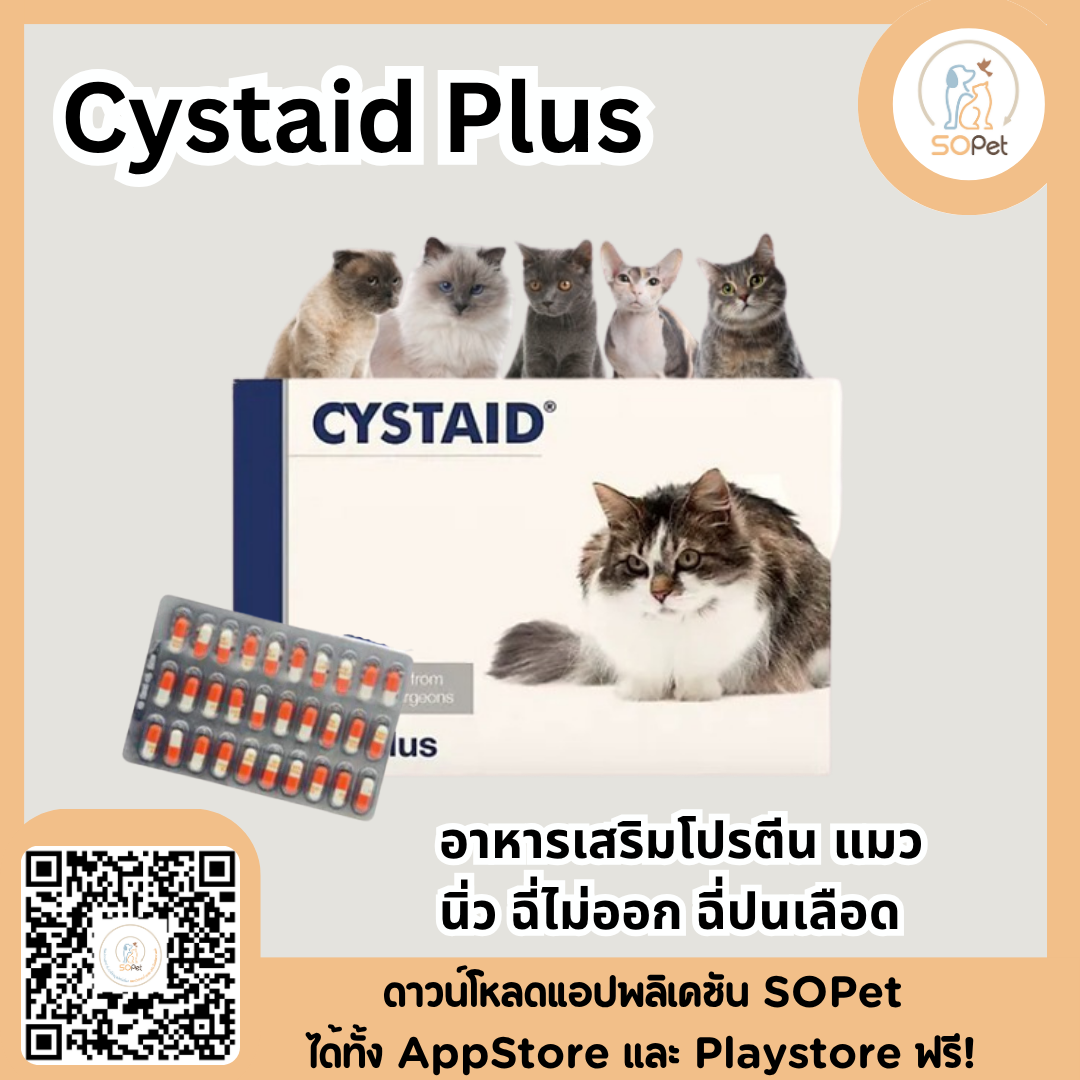 Cystaid Plus ล็อตใหม่ ของแท้ฉลากไทย อาหารเสริมโปรตีน แมว นิ่ว ฉี่ไม่ออก ฉี่ปนเลือด